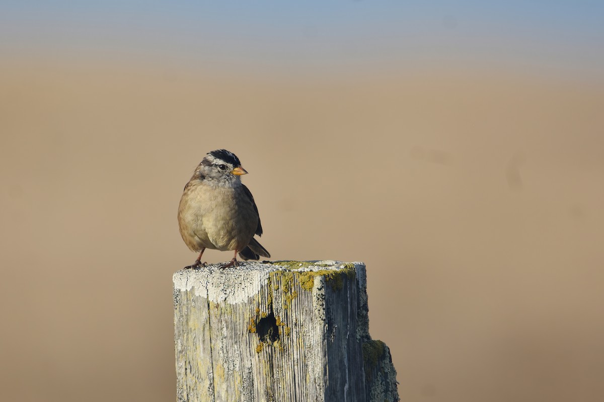 White-crowned Sparrow - ML610344053