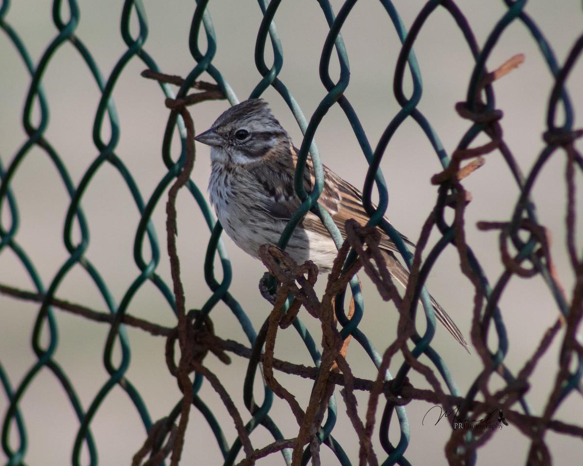 Rufous-collared Sparrow - ML610344186