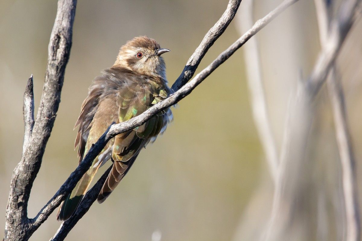 eBird Checklist 24 Oct 2023 Budderoo National ParkBudderoo Fire