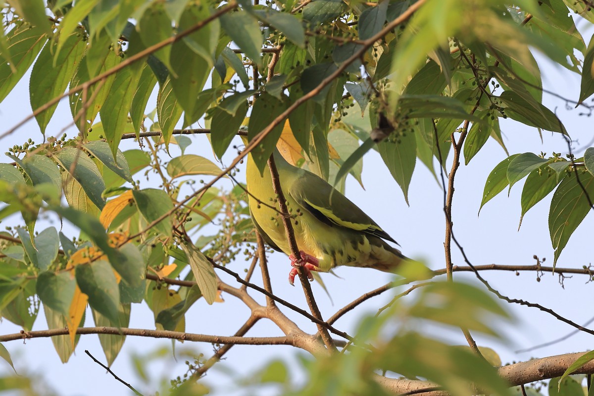 Orange-breasted Green-Pigeon - Abhishek Shroti