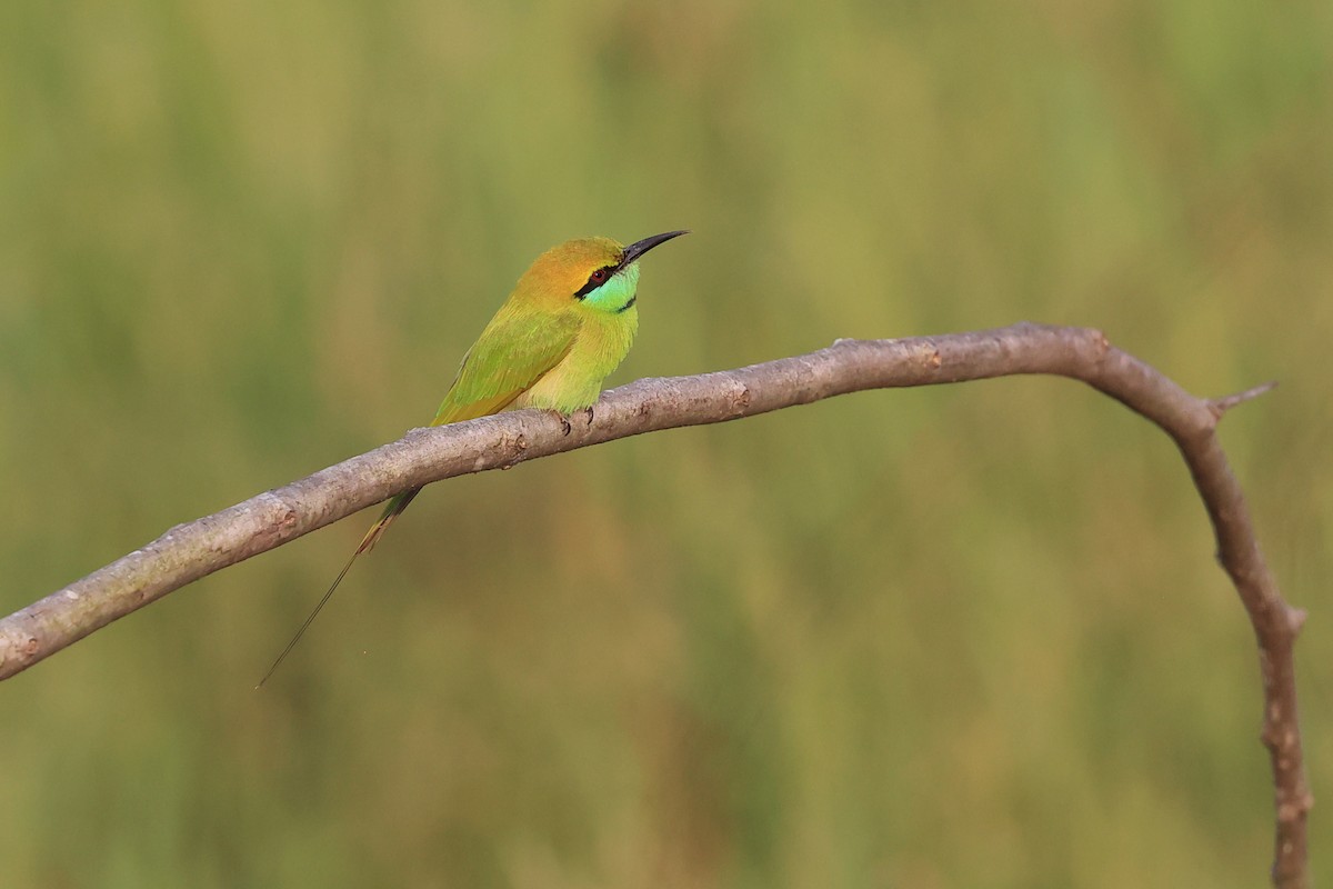 Asian Green Bee-eater - ML610344635