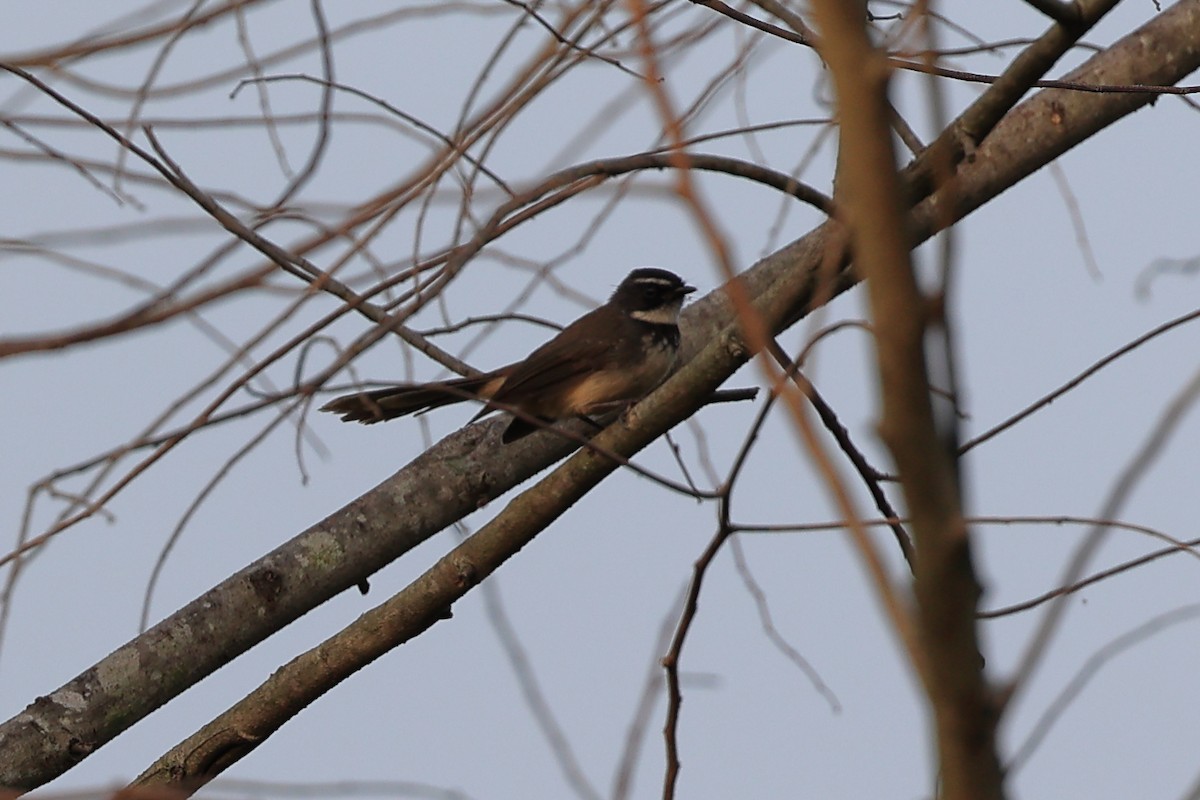 Spot-breasted Fantail - ML610344652