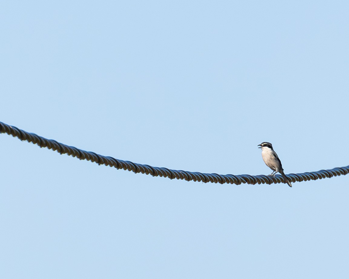 Iberian Gray Shrike - ML610345037