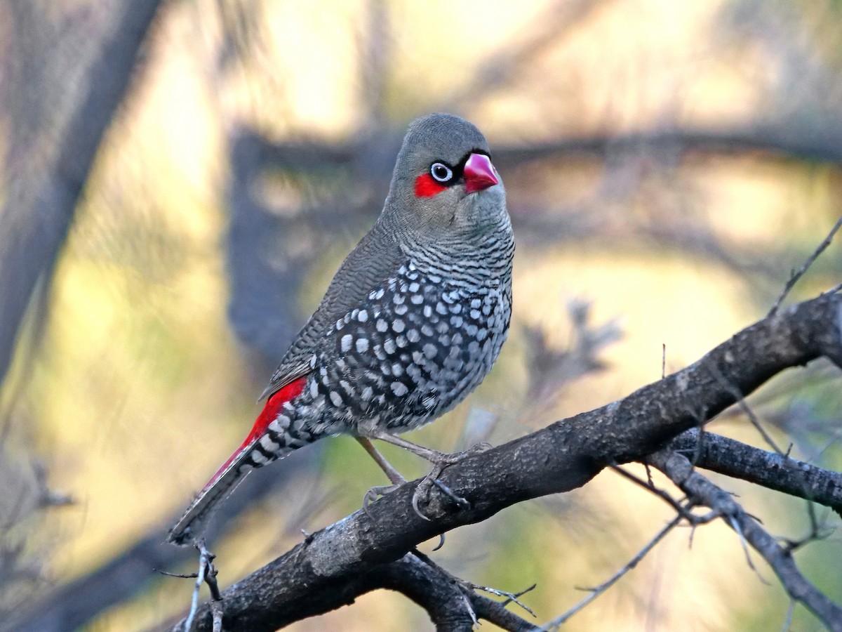 Red-eared Firetail - ML610345202