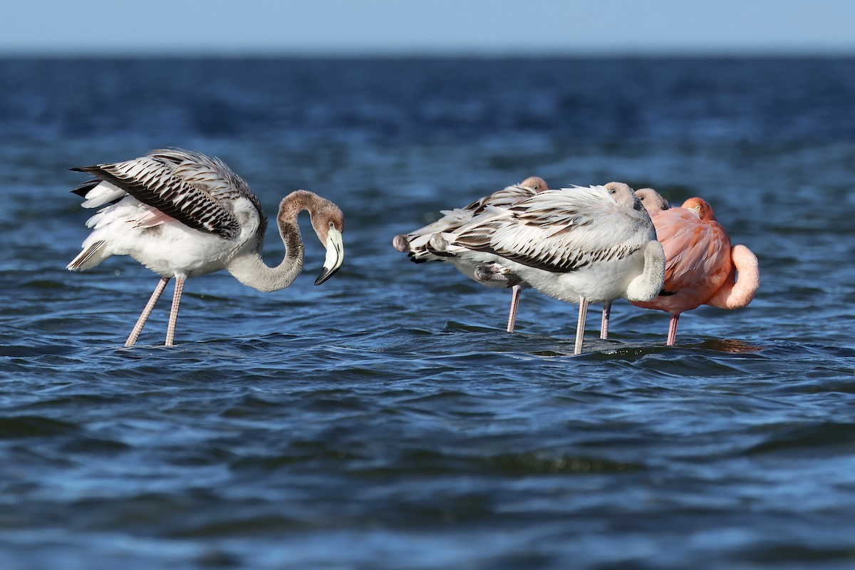 Amerika Flamingosu - ML610345237