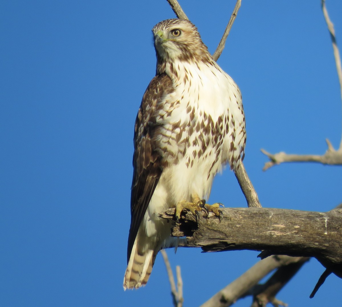 Red-tailed Hawk - ML61034531