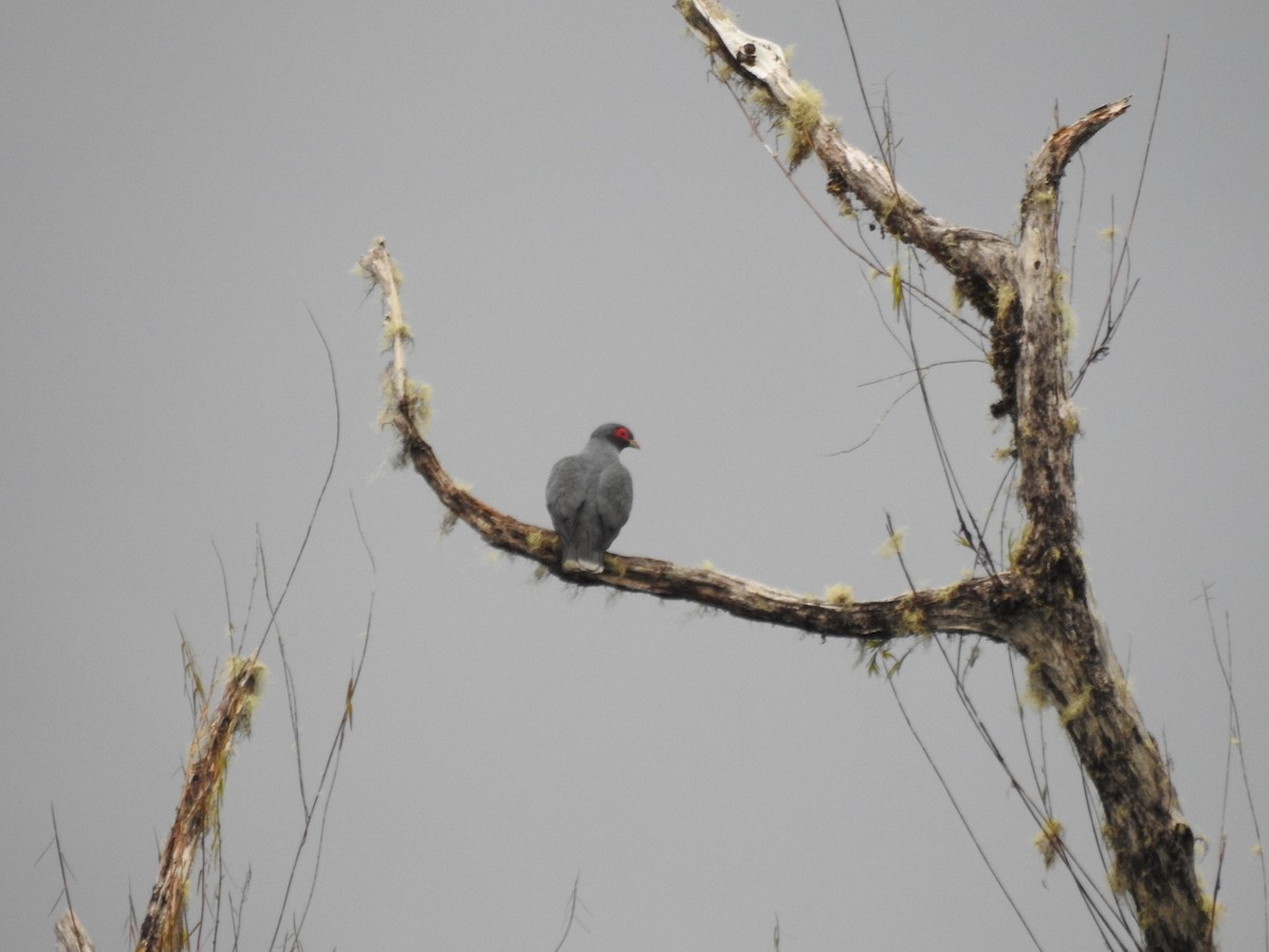 Новогвинейский голубь - ML610345403
