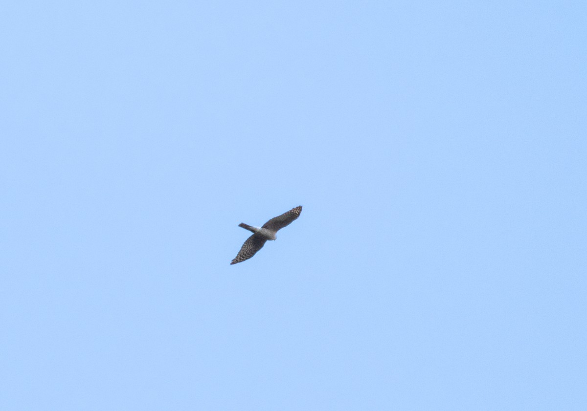 Eurasian Sparrowhawk - ML610345537