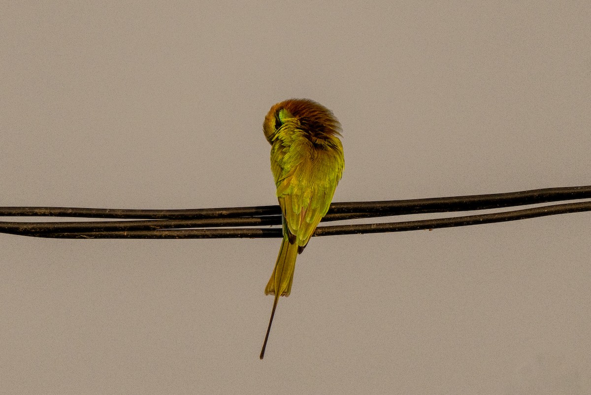 Asian Green Bee-eater - ML610345555