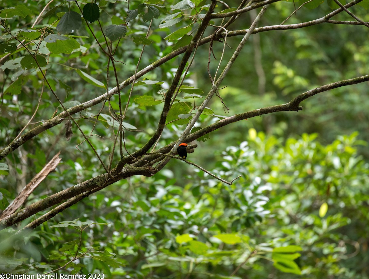 Red-capped Manakin - ML610345681