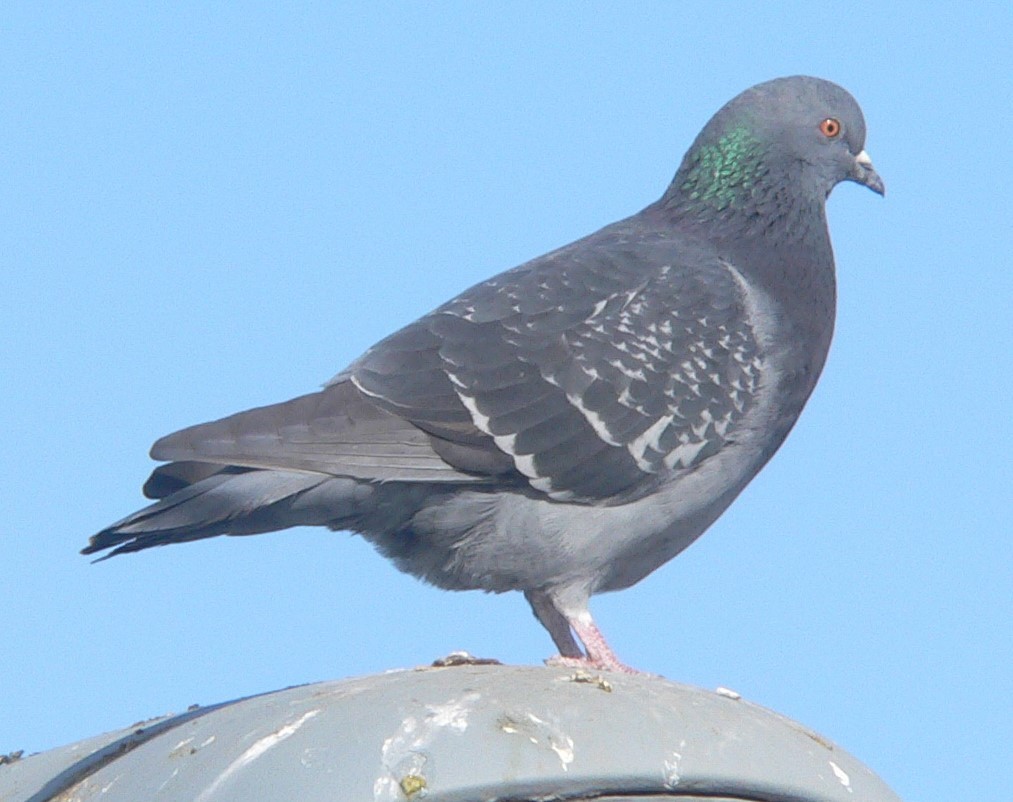 Pigeon biset (forme domestique) - ML610346043