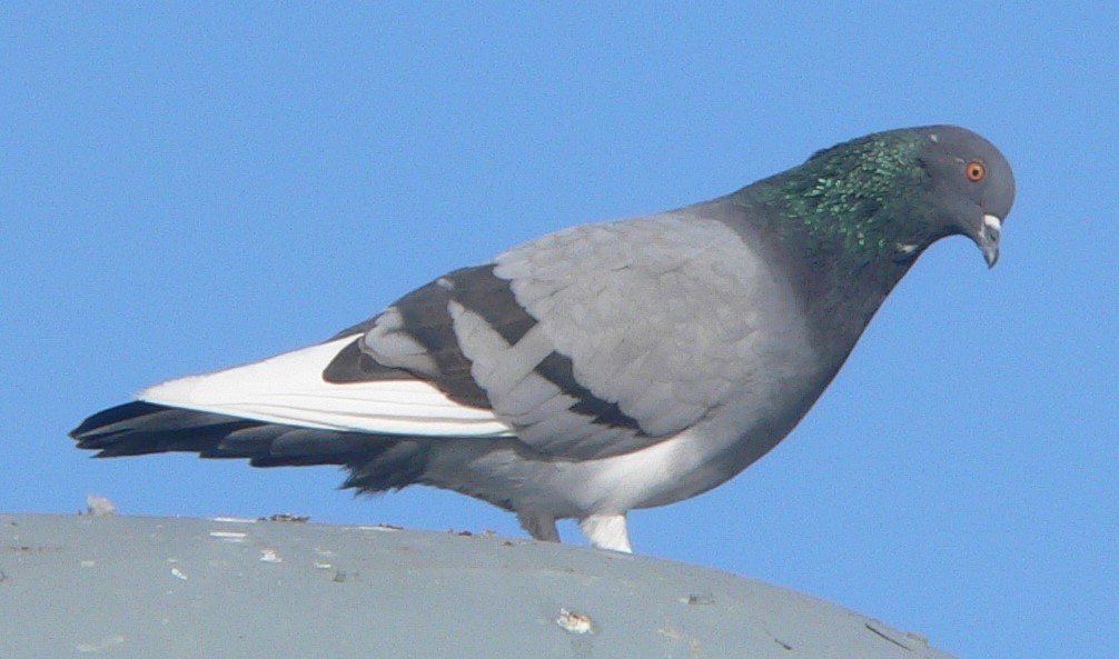 Rock Pigeon (Feral Pigeon) - ML610346056