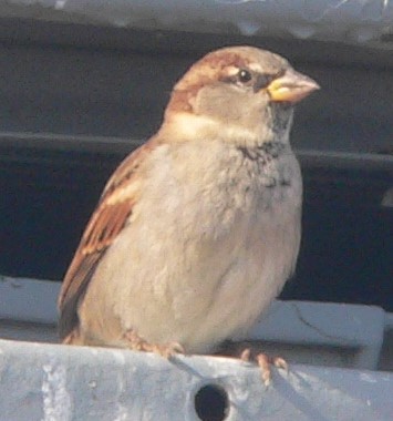 House Sparrow - ML610346075