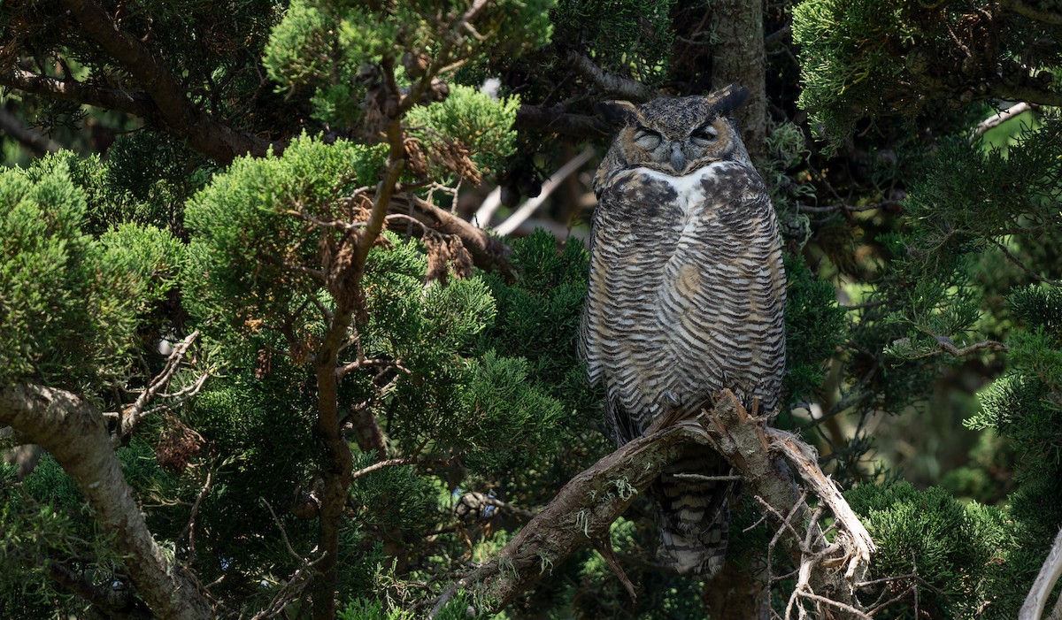 Great Horned Owl - W. Gareth Rasberry