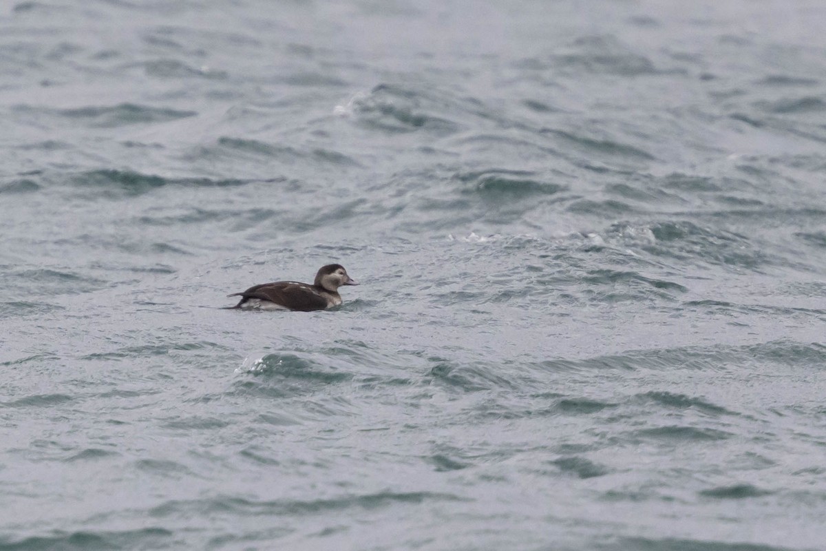 Long-tailed Duck - ML610346318