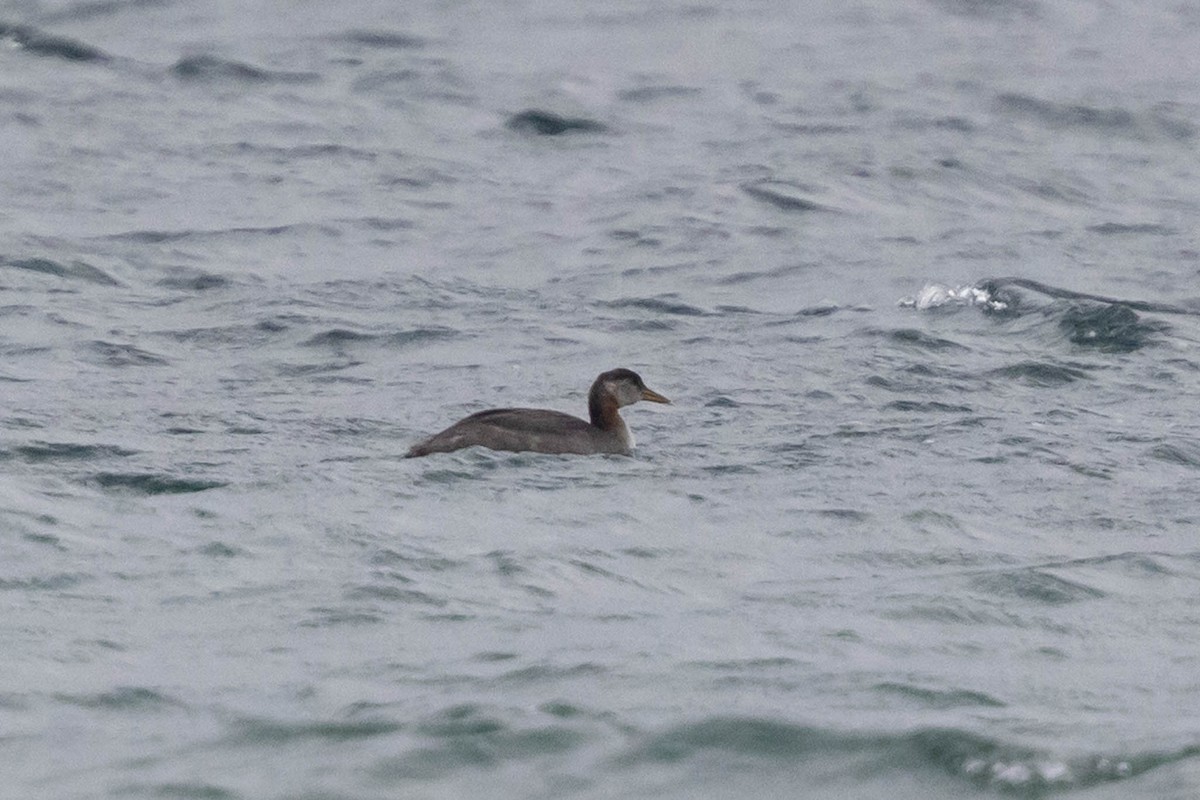 Red-necked Grebe - ML610346329