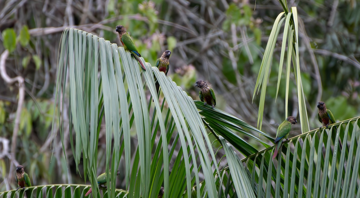 pyrura paráský (ssp. snethlageae) - ML610346420