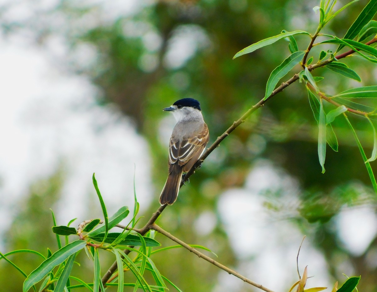 White-naped Xenopsaris - Sebastián Gómez Barboza Silveira