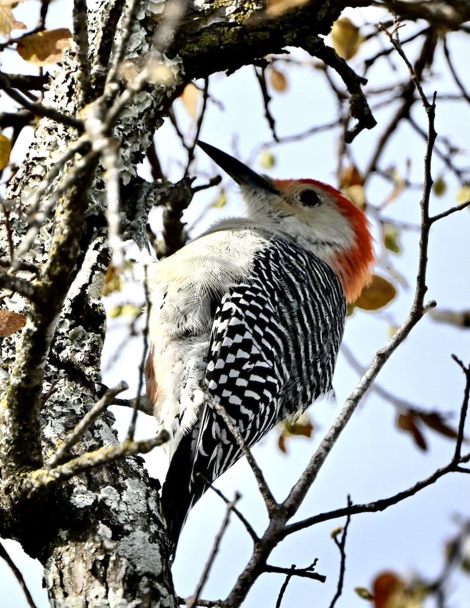Red-bellied Woodpecker - ML610346800
