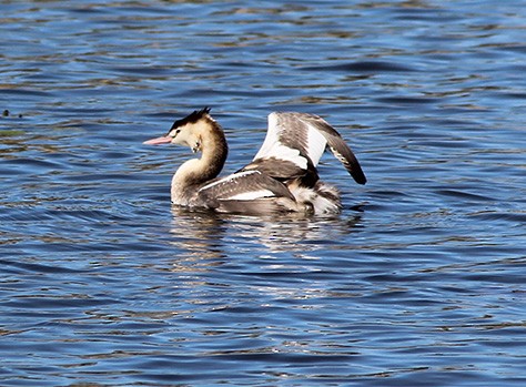 Great Crested Grebe - ML610346859