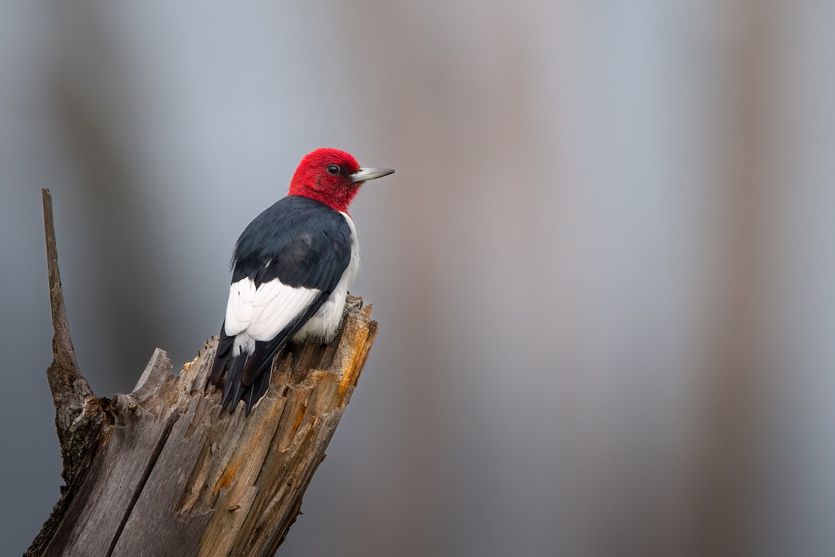 Red-headed Woodpecker - ML610346894