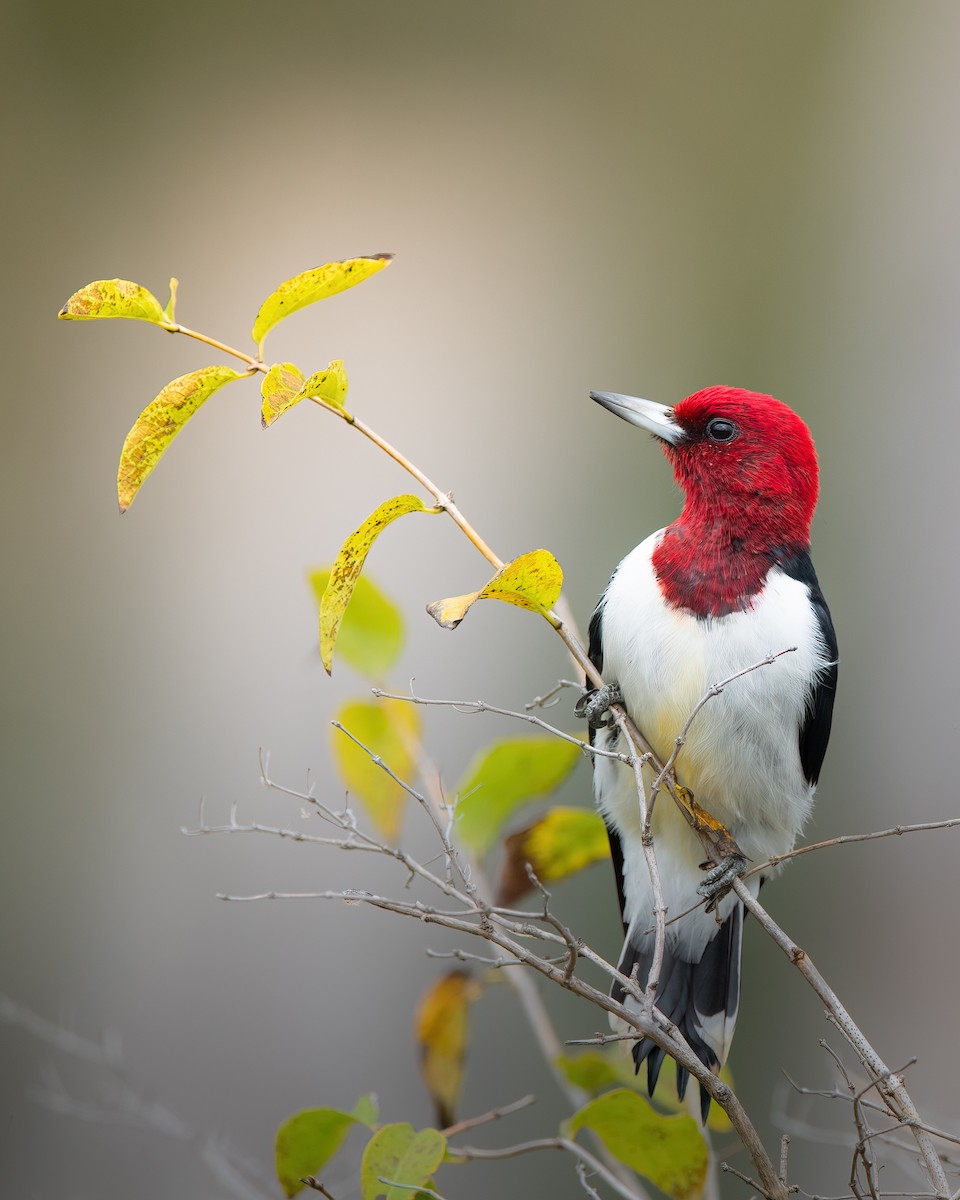 Red-headed Woodpecker - ML610346895