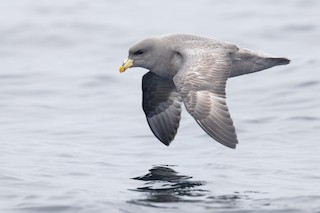 Northern Fulmar