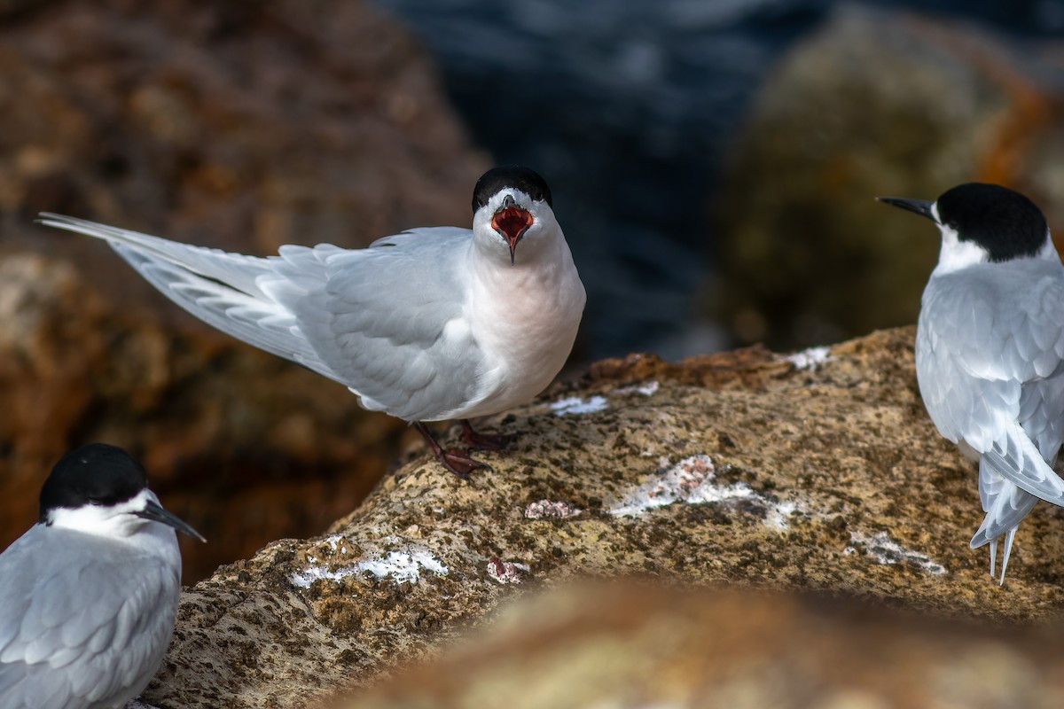 White-fronted Tern - ML610347632