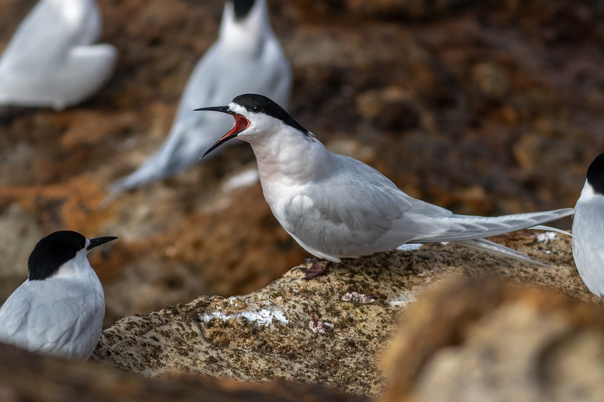 White-fronted Tern - ML610347633