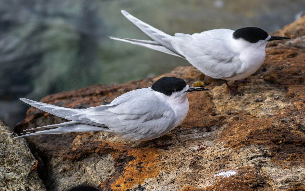 White-fronted Tern - ML610347634