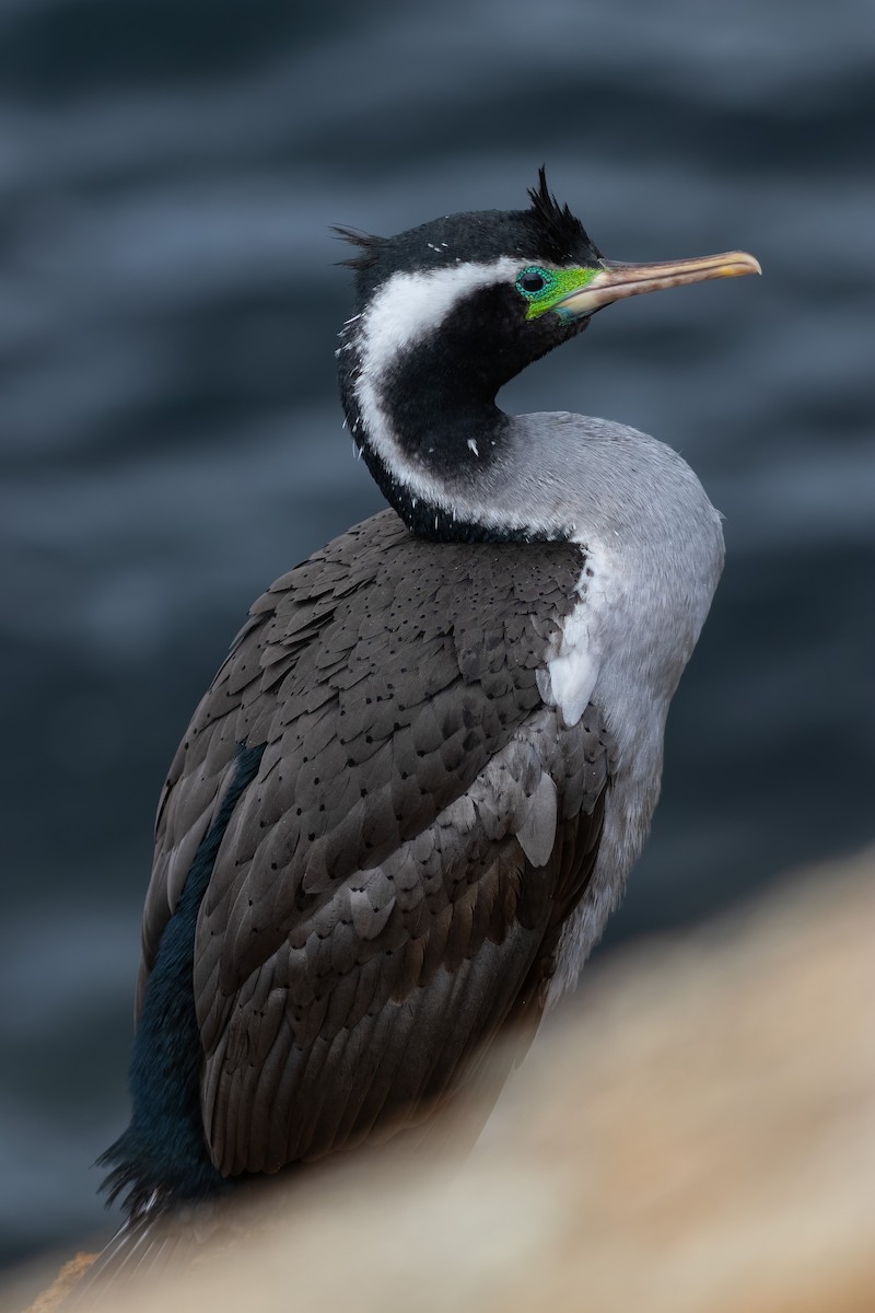 Spotted Shag - ML610347641