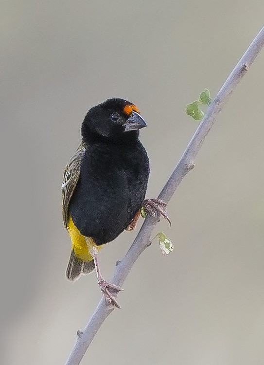 Fire-fronted Bishop - ML610347778