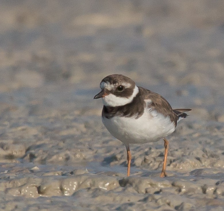 Common Ringed Plover - ML610347805