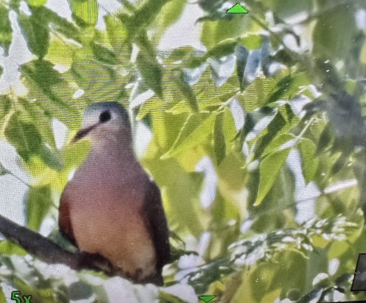 Blue-spotted Wood-Dove - ML610348169