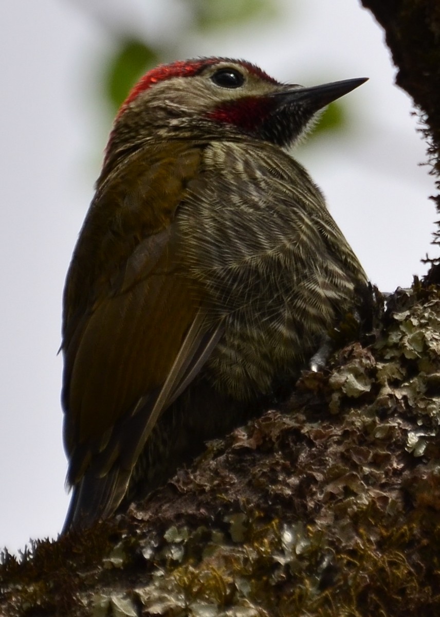 Golden-olive Woodpecker (Golden-olive) - ML610348493