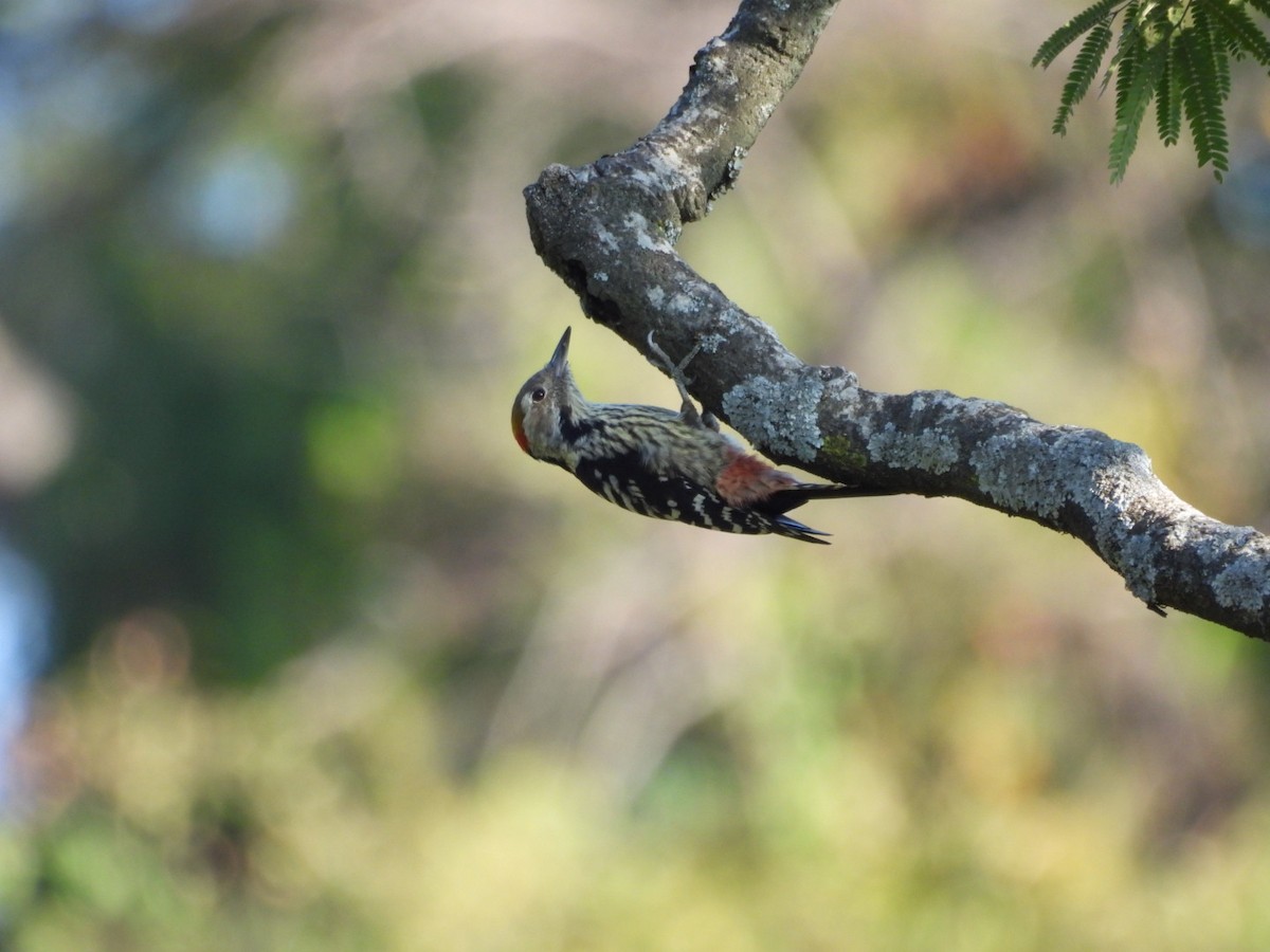 Brown-fronted Woodpecker - Jim Panwar