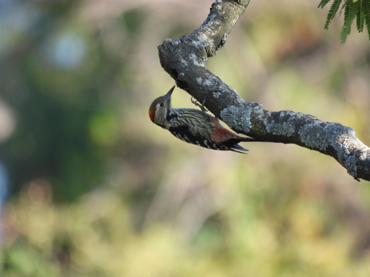 Brown-fronted Woodpecker - ML610348613