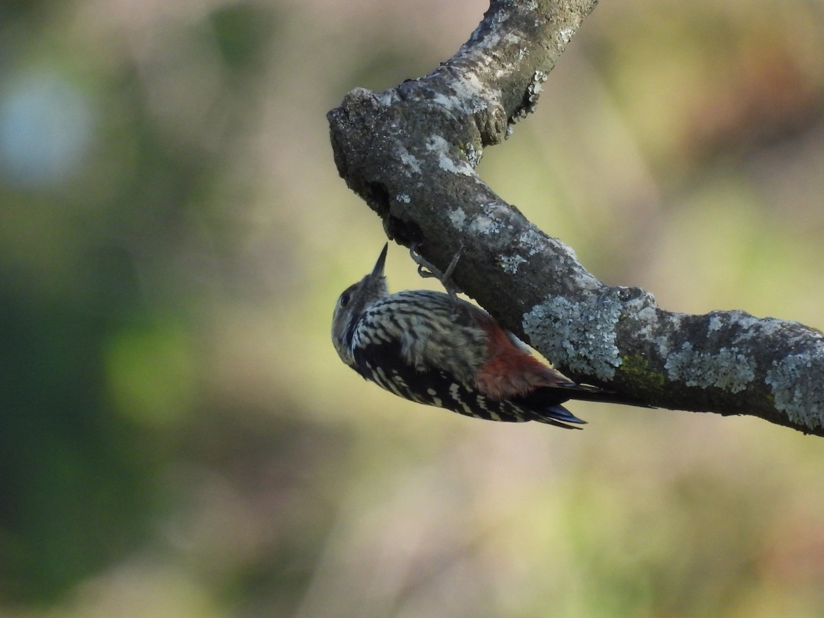 Brown-fronted Woodpecker - ML610348615