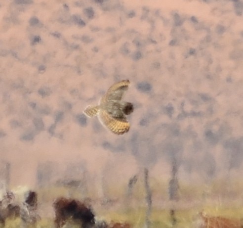 Short-eared Owl - ML610348761