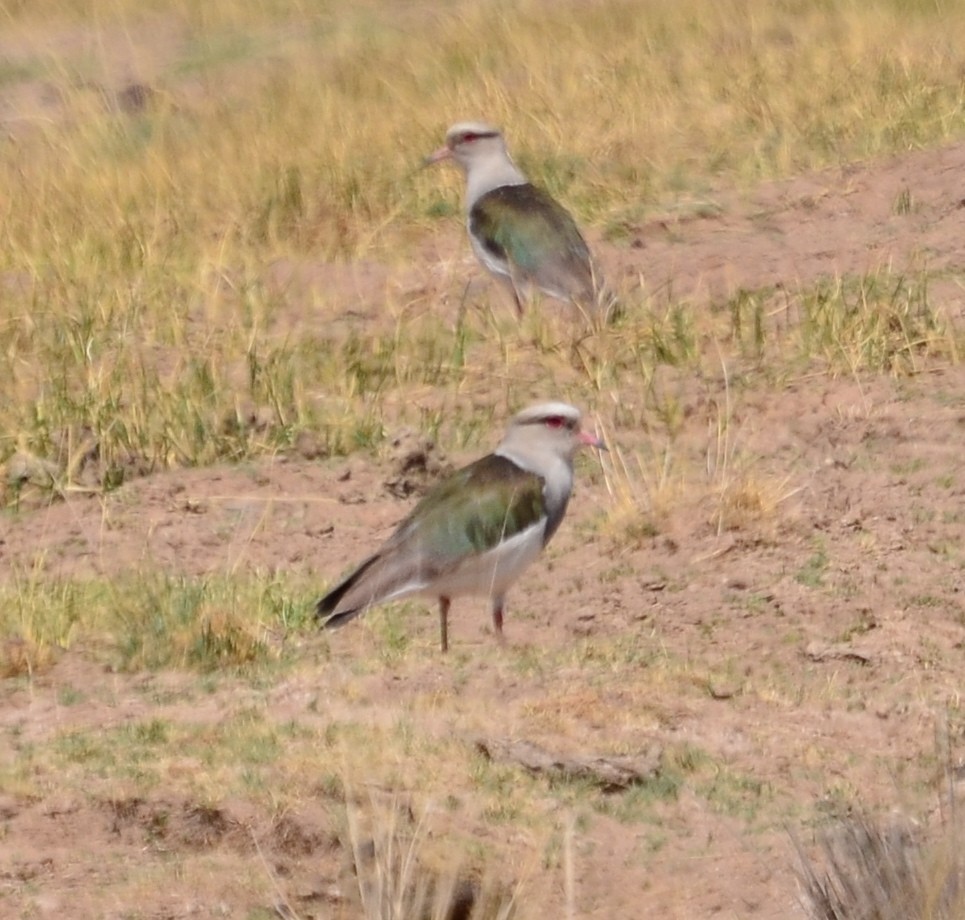 Andean Lapwing - ML610348765