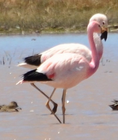 And Flamingosu - ML610348768