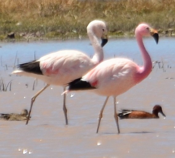 Andean Flamingo - ML610348769