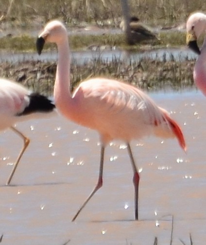 Chilean Flamingo - ML610348770