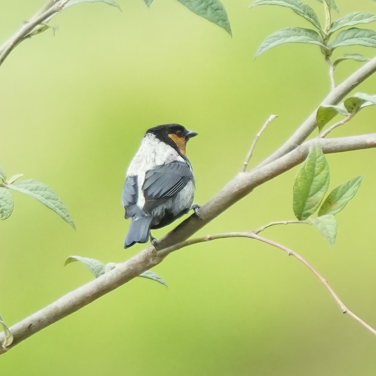 Silvery Tanager - ML610348777
