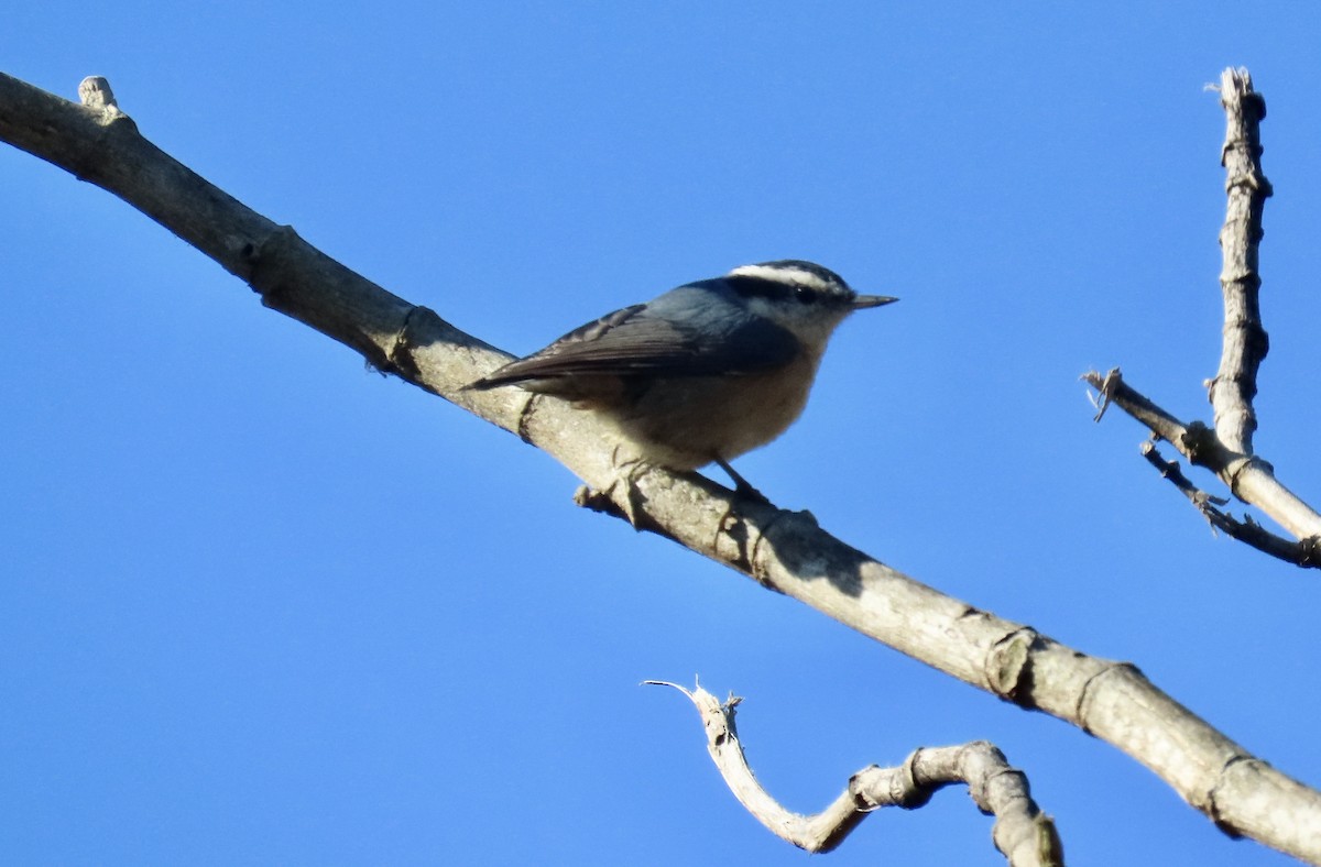 Red-breasted Nuthatch - ML610349261