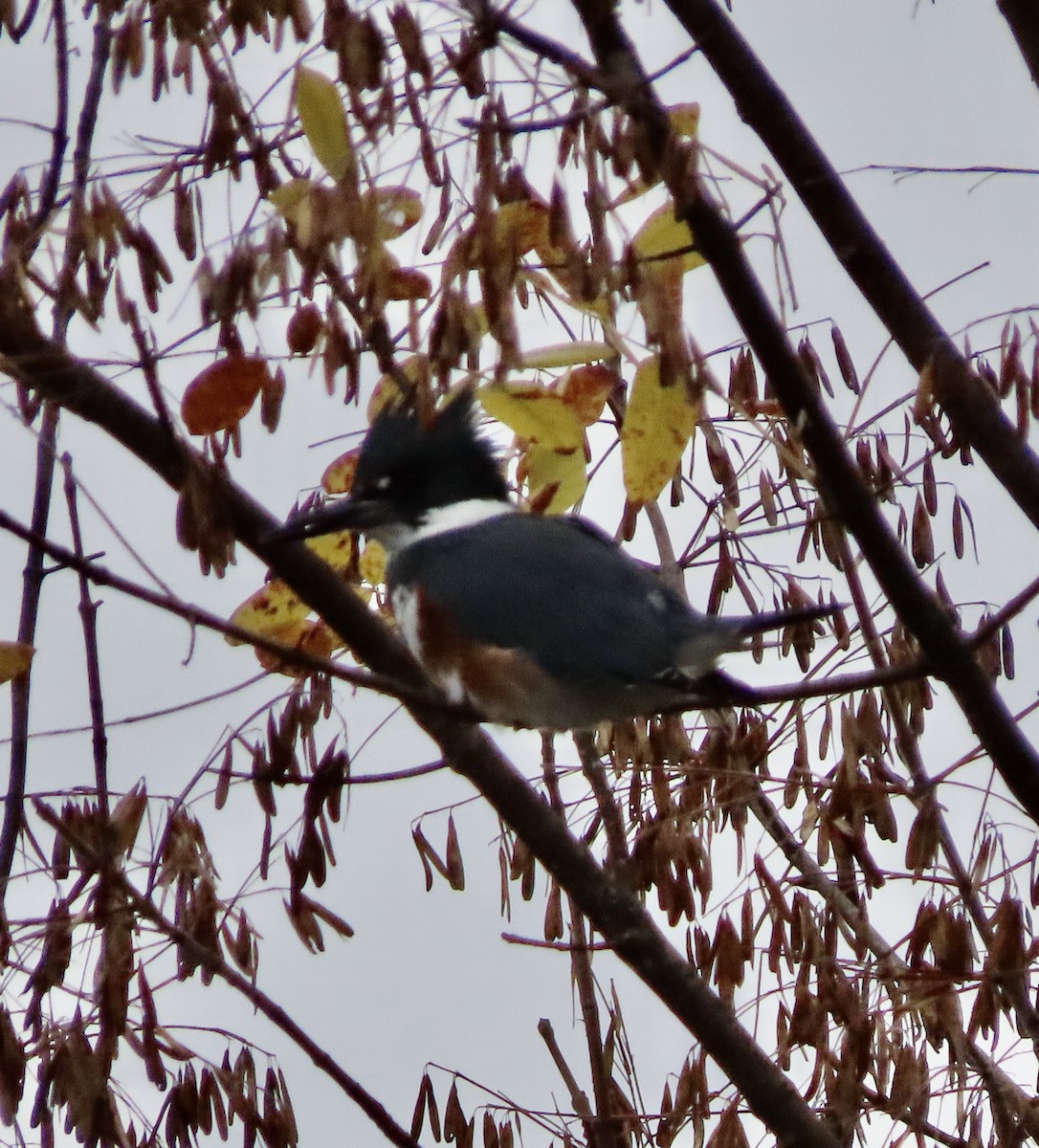 Belted Kingfisher - ML610349340