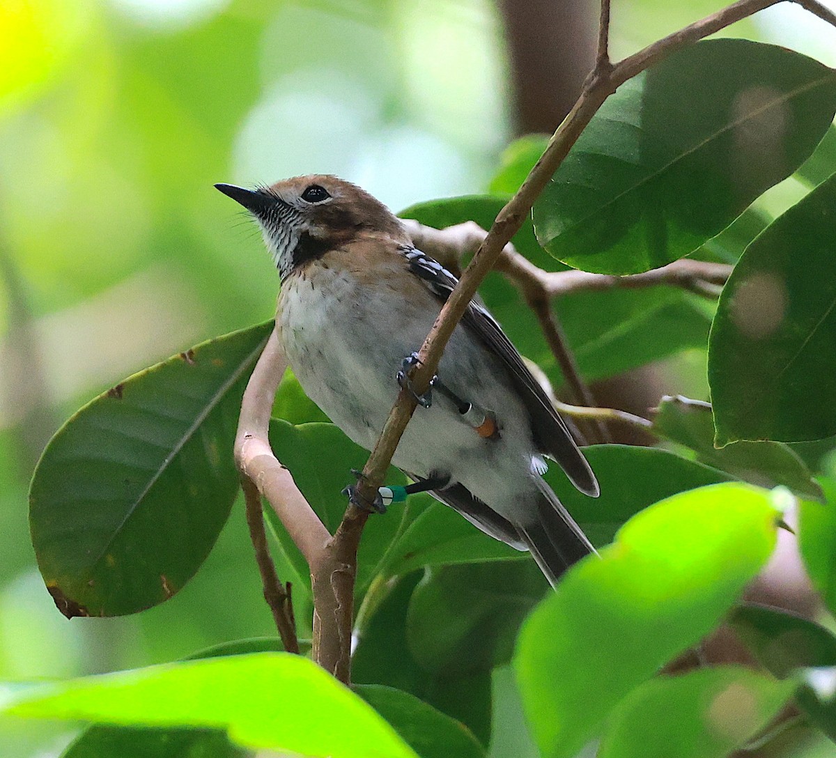 eBird Checklist - 17 Oct 2023 - Kuli'ou'ou Valley Trail - 11 species