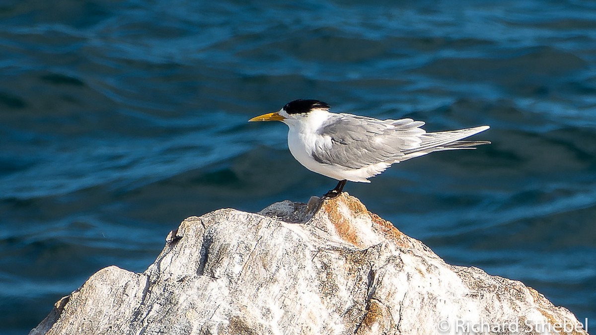 Great Crested Tern - ML610350099