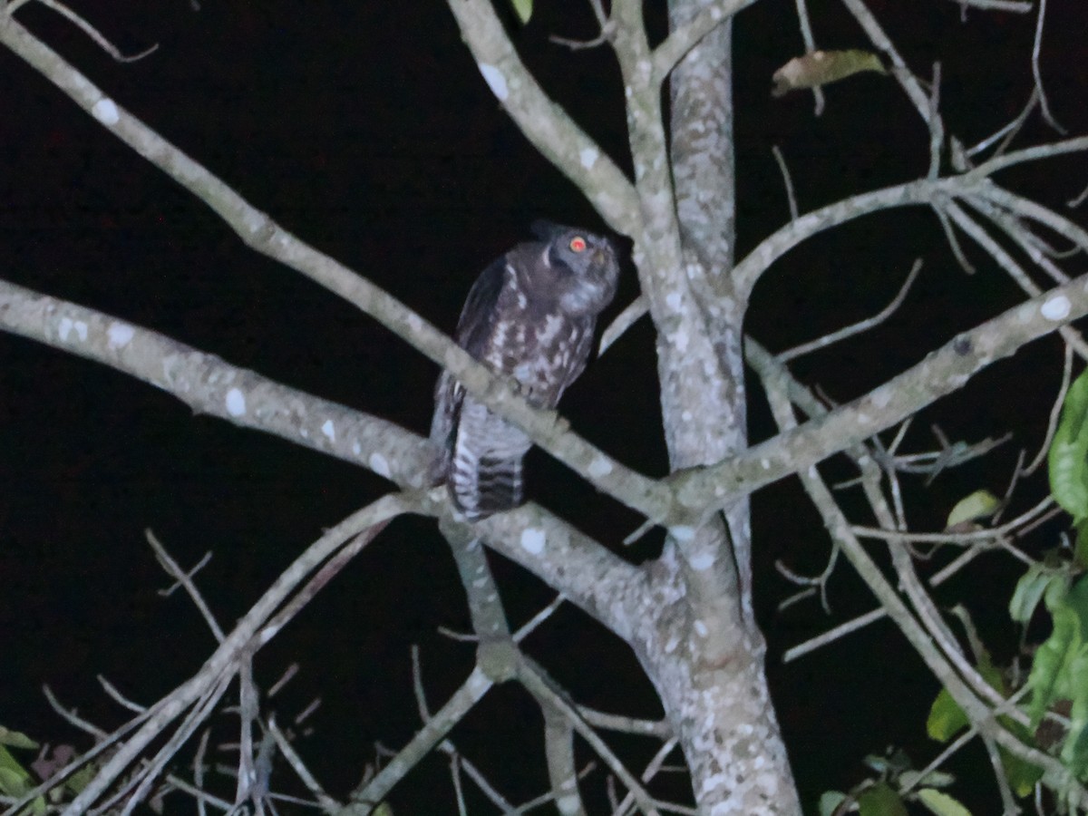 Akun Eagle-Owl - ML610350181