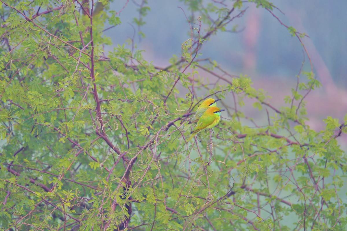 Asian Green Bee-eater - ML610350456